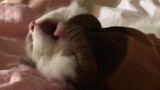 lidah kucing tersangkut