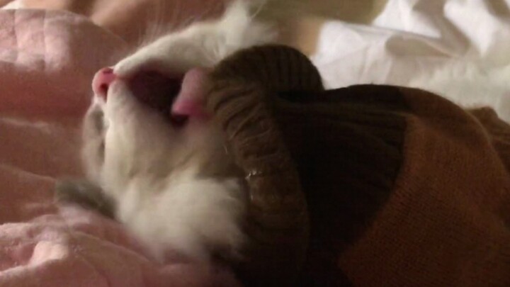 kitten tongue stuck