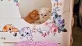 Kittens trying to get out of their nest After birth 🥰. anmie kittens