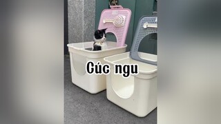 Cúc ngu ngốkkkk mèo cat