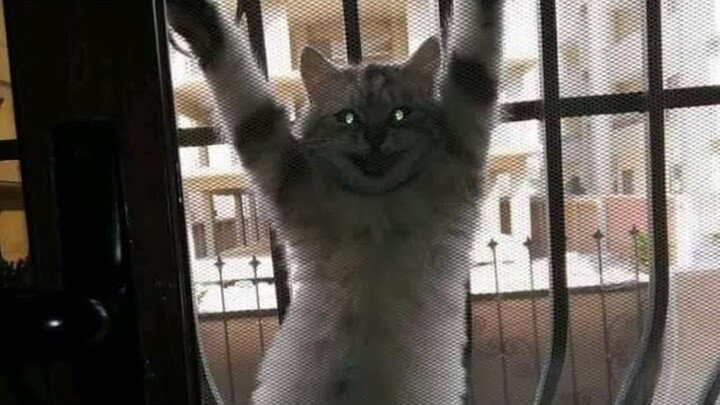 Video hewan terlucu yang membuat gigi saya retak | Kucing lucu, Anjing lucu, Video lucu