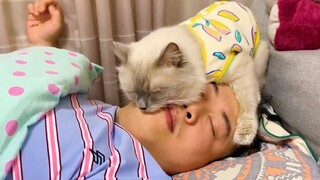 Moment When You Realizes Your Cat Really Does Love You - Cute Animal Show Love