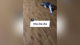 Thể dục thể thao nâng cao sức khoẻ cat catsoftiktok cutecat catlover fyp foryou