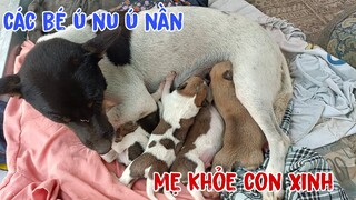 Cứu 1 chú chó cũng như cứu 1 mạng người, khát vọng được sống - tập 276