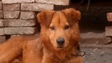 Binatang|Anjing Tugou Asli Tiongkok yang Menggemaskan