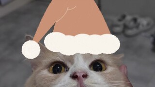 meow merry christmas 🎄