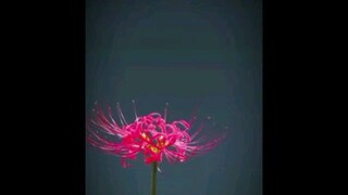spider lily
