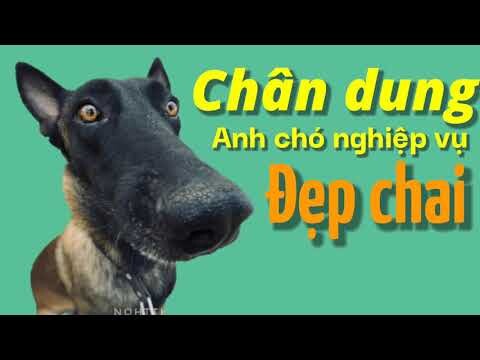 Chó nghiệp vụ diễn hài | Đặc vụ Ma