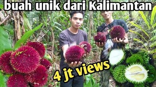 panen buah khas kalimantan