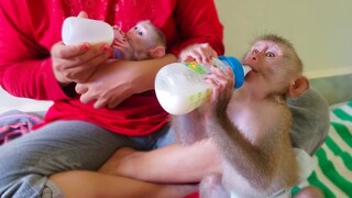 Milk Time!! Tiny adorable Luca & Yaya are enjoy drinking milk together peacefully