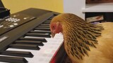 [Tổng hợp]Một con gà đang chơi nhạc <Just Because You're so Beautiful>