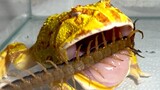 Feeding a Centipede To a Horned Frog!