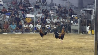 2nd fight win urdaneta panggasinan 1/28/24