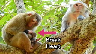 Heart Will Broken ! Monkey Bonita Kidnapped And Weaning Baby Jayden No Milk Long Time,Very Pity Baby