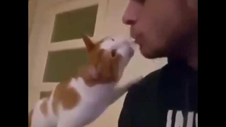 Video Lucu Hewan Kucing Cara Membuat Akrab Kitty dengan Majikan Manusia