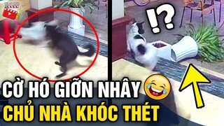 Tin 3 Phút Hài | Tổng hợp tình huống 'HÀI ĐỘNG VẬT' không cười không lấy tiền P25