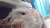 Động vật|Con chuột nặng 6 lạng