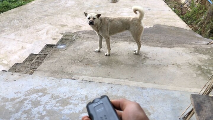My Dogs Actually Enjoy The "Dog-repellant Device"