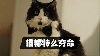 猫都特么穷命