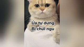 Đàn heo nhà tui mèo cat TuHaoDaSac