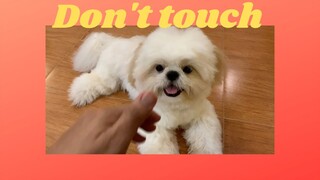 Cute Fluffy Shih Tzu Doesn't Want His Hair to be Touched Even for 5 Seconds ( Cute Funny Dog Video)