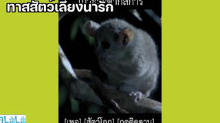ทาสสัตว์เลี้ยงน่ารัก 🌝