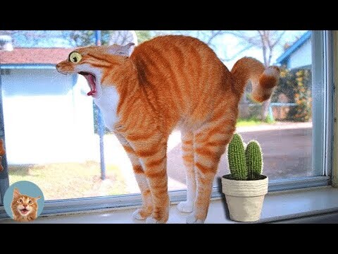 AWW SO FUNNY - Super Cats Reaction Videos| MEOW