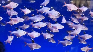 ikan hias schooling air tawar - Rosy Tetra