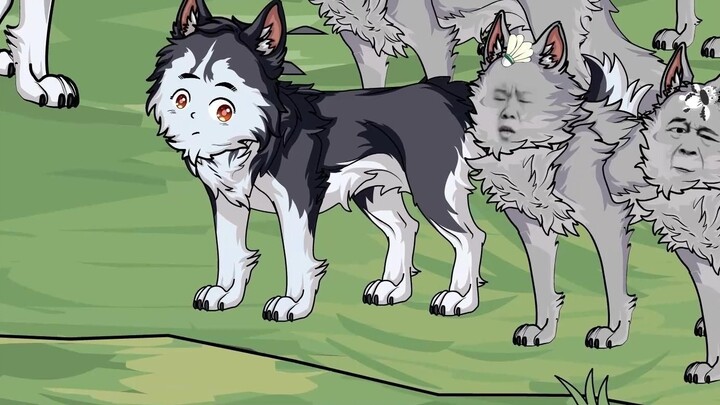 The real wolf king found out that he mistook a dog for the wolf king!