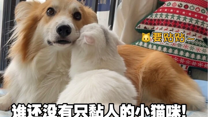 小猫咪有多喜欢大狗狗！？