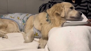 Golden retriever diperlakukan seperti bayinya sendiri dan bertingkah laku seperti anak manja serta t