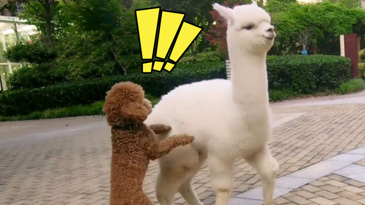 When poodle attempts to ride on alpaca