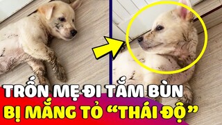 Báo con trốn nhà đi 'TẮM SÌN' bị mẹ mắng lại còn 'TỎ THÁI ĐỘ' cãi lại tay đôi 😅 | Gâu Đần