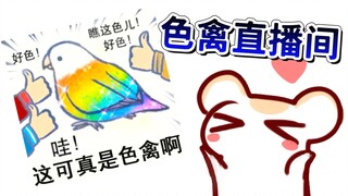 【仓鼠】色禽直播间