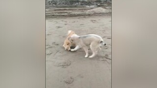 Ai thể dục buổi sáng chưa ạ? cunyeucuadua yeucho yeuchomeo cún cúncon chó chómèo chócon chókhôn yeuchomeo chócute pet dog dogsoftiktok