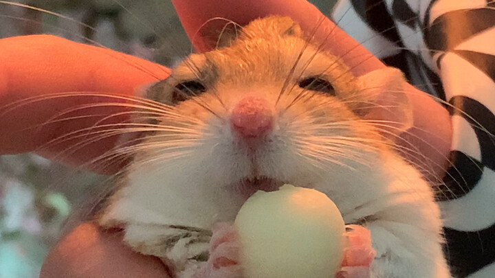 Animal | Fat-Tailed Gerbil Eating Moments