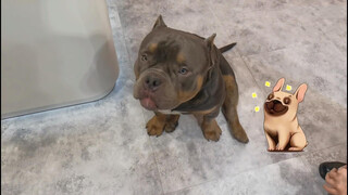 Pet | African Bully Is Tired After Shopping