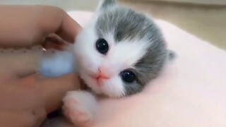 [Hewan] Anak kucing kecil: jilat, jilat, jilat!