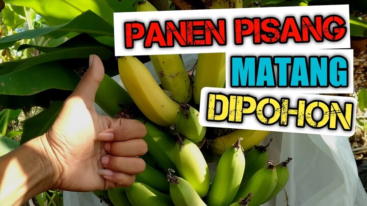 BUAH PISANG INI GAK KALAH MANIS DAN ENAK DENGAN PISANG RAJA - KEBUN PISANG