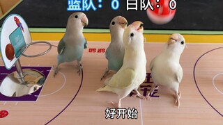 最近新组建了一支鹦鹉篮球队，大家说能加入NBA吗