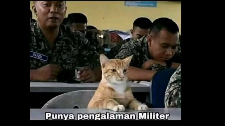 kucing orenxx