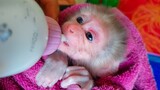 Time For Milk!! Tiny adorable baby monkey Luca tries his best to get milk much as possible
