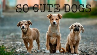SO CUTE DOGS - NHỮNG CHÚ CHÓ DỄ THƯƠNG NHẤT - CÚN CON DỄ THƯƠNG