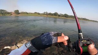 Menangkap Ikan Mandarin Besar di Sungai Kecil