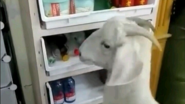 This sheep can drink better than me...