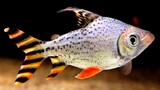 Ikan pembersih aquarium berekor cantik - Ikan Feifeng