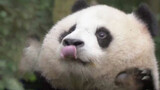 Panda Chuan Baobao makan wortel