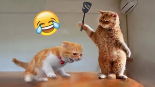 Funny Animal Videos PART 1