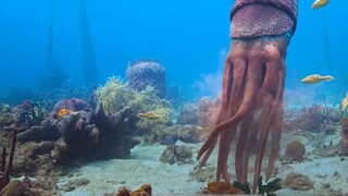 The Cornerstone was the overlord of the oceans 500 million years ago, but it couldn’t catch a single