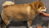 สุนัขอ้วนตัวน้อยอาบน้ำซึ่งคลายความเครียด และเขาจะประพฤติตนดีมากหากไม่ส่งเสียงดังหรือเอะอะใดๆ